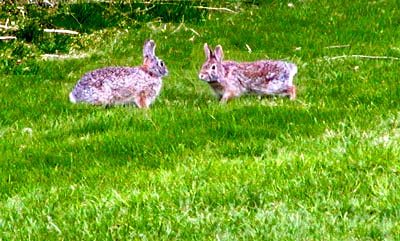 Rabbits at Landfill